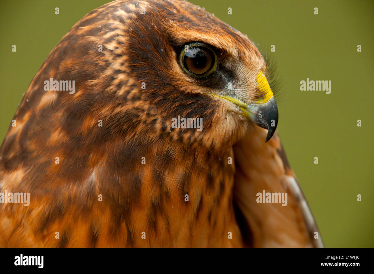 A Northern Harrier, Circus cyaneus, portrait of a juvenile Stock Photo