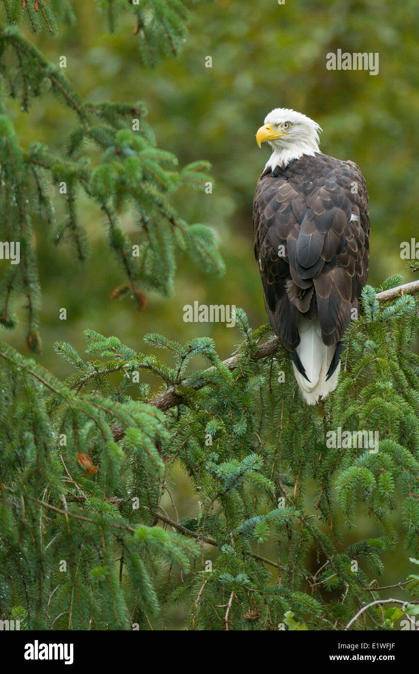 A Bald Eagle, Haliaeetus leucocephalus, perched in Bella Coola, British Columbia Stock Photo