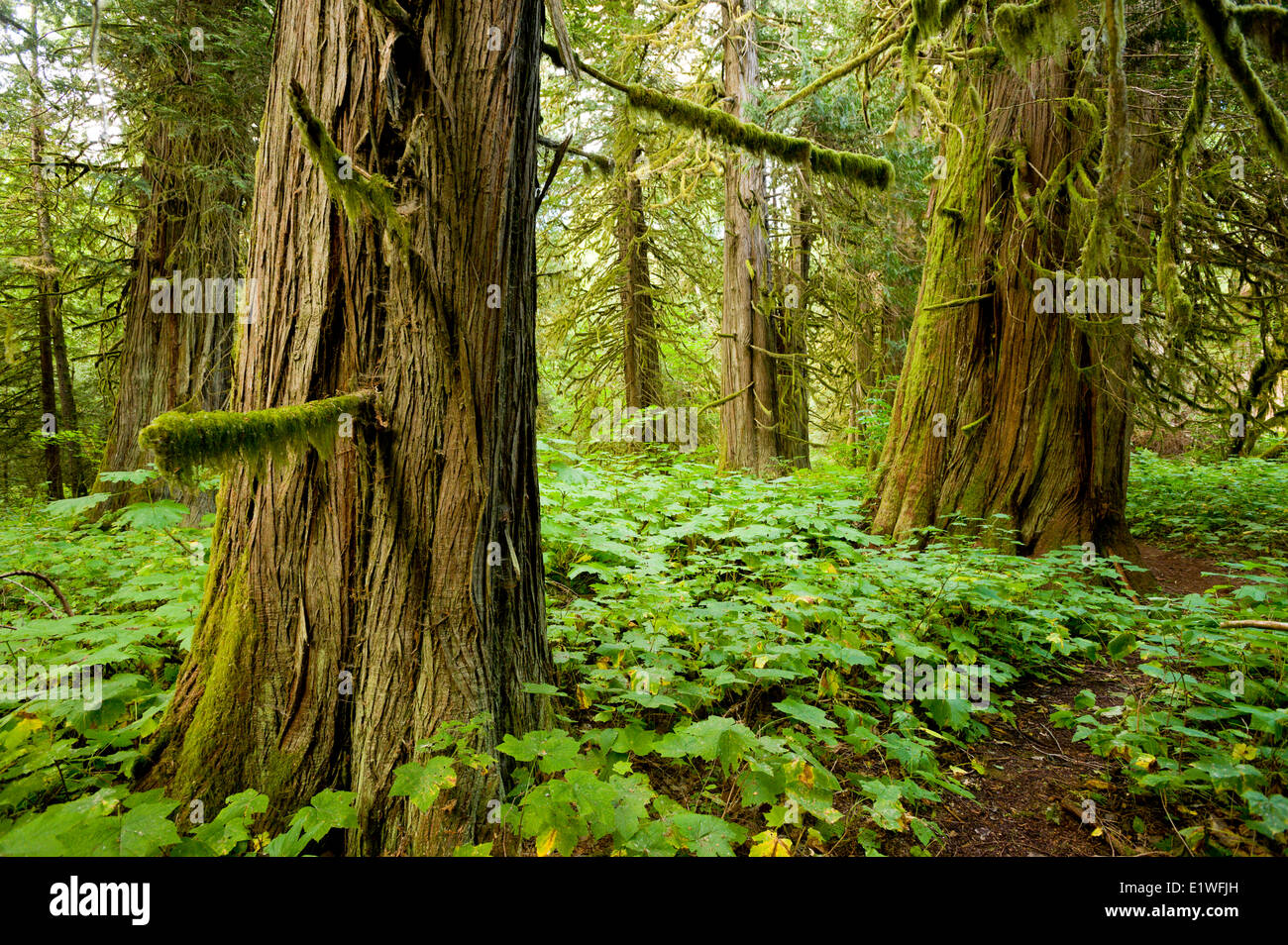Old-growth cedars (Thuja plicata) in Snootli Regional Park, Bella Coola, British Columbia Stock Photo