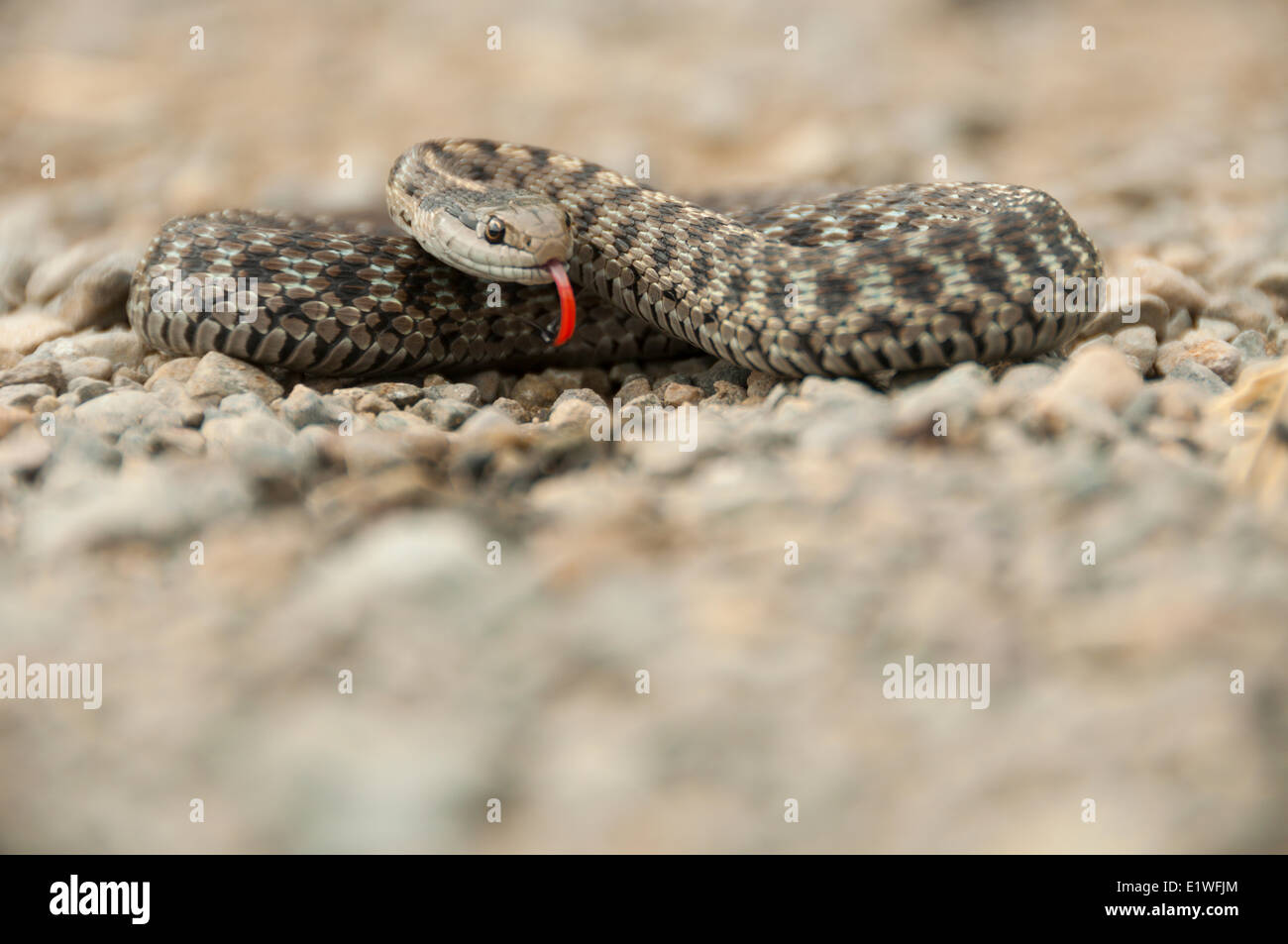 A Western Terrestrial Garter Snake (Thamnophis elegans) in the Chilcotin Region of British Columbia Stock Photo
