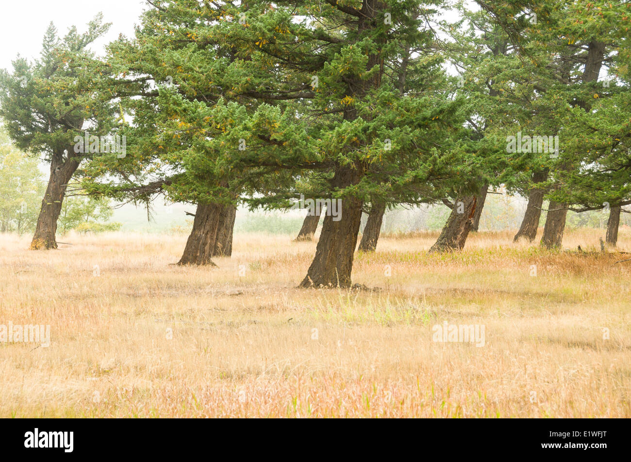 Douglas Fir trees (Pseudotsuga menziesii) are tilted due to persistent winds in the Tatlayoko Valley, British Columbia Stock Photo