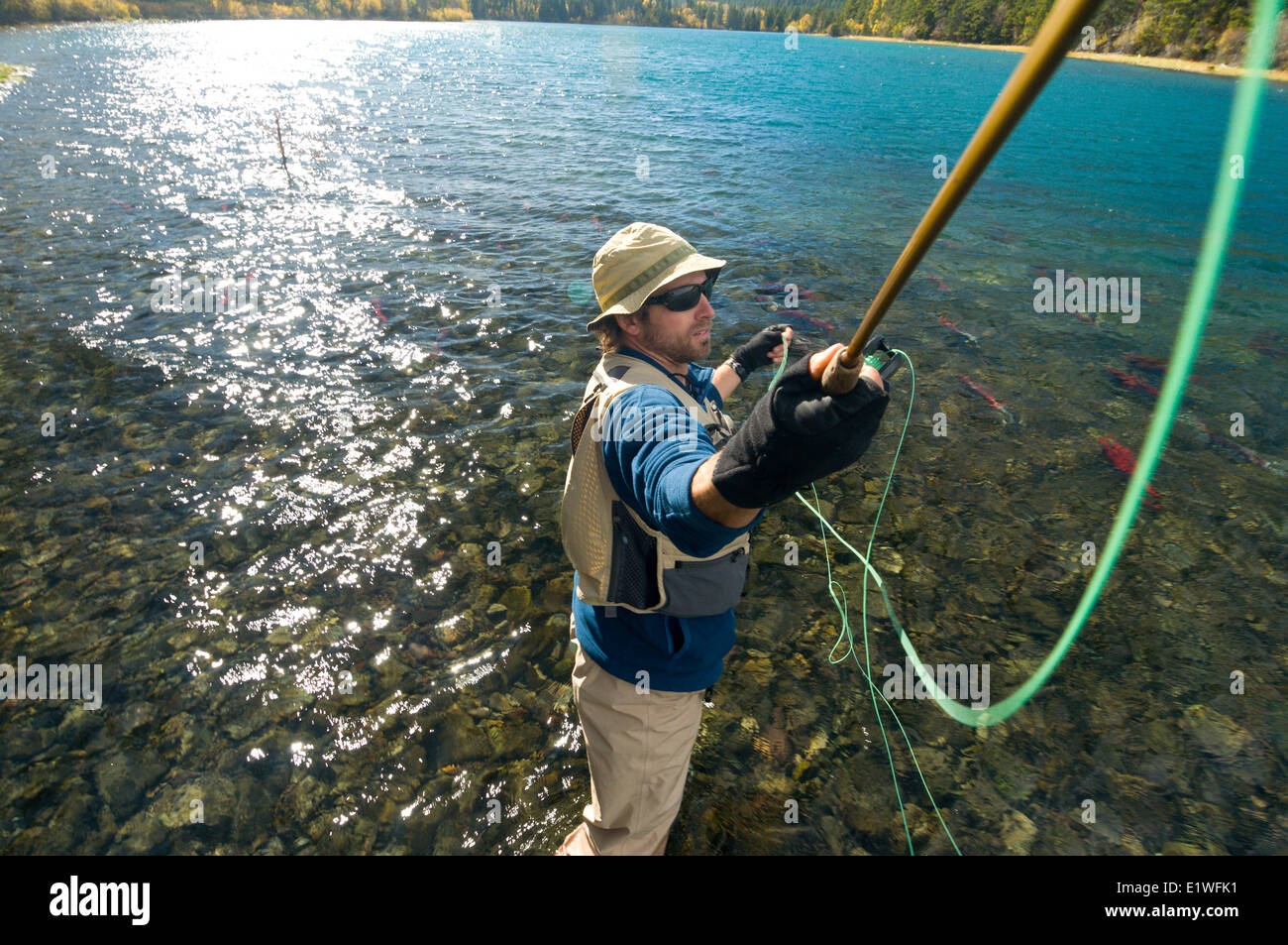 Fishing for trout on the Chilko River while spawning Sockeye swim nearby, British Columbia Stock Photo