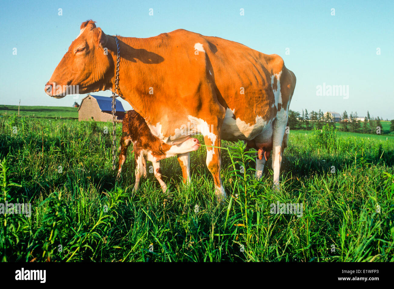 Dairy cow hires stock photography and images Alamy
