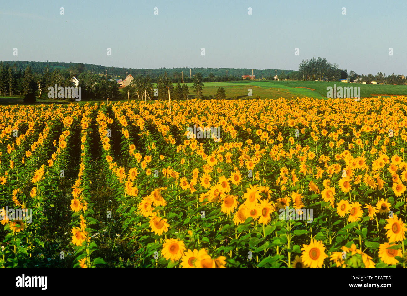 Field of Sunflowers, (Helianthus annuus), New Dominion, Prince Edward