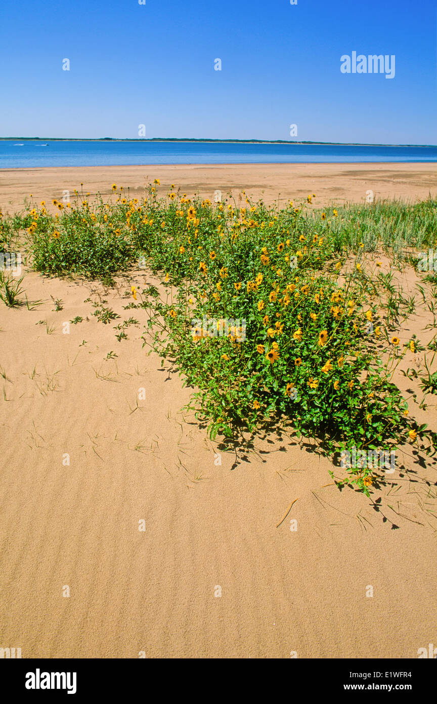 Wildflowers, Douglas Provincial Park, Lake Diefenbaker,  Saskatchewan, Canada Stock Photo