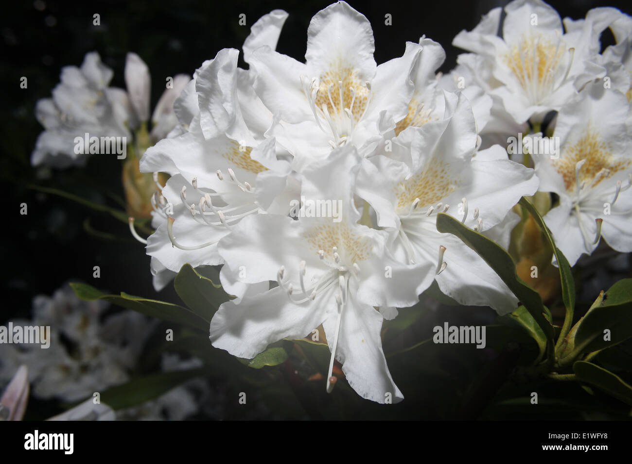 close up image of white rhododendron flowers Stock Photo