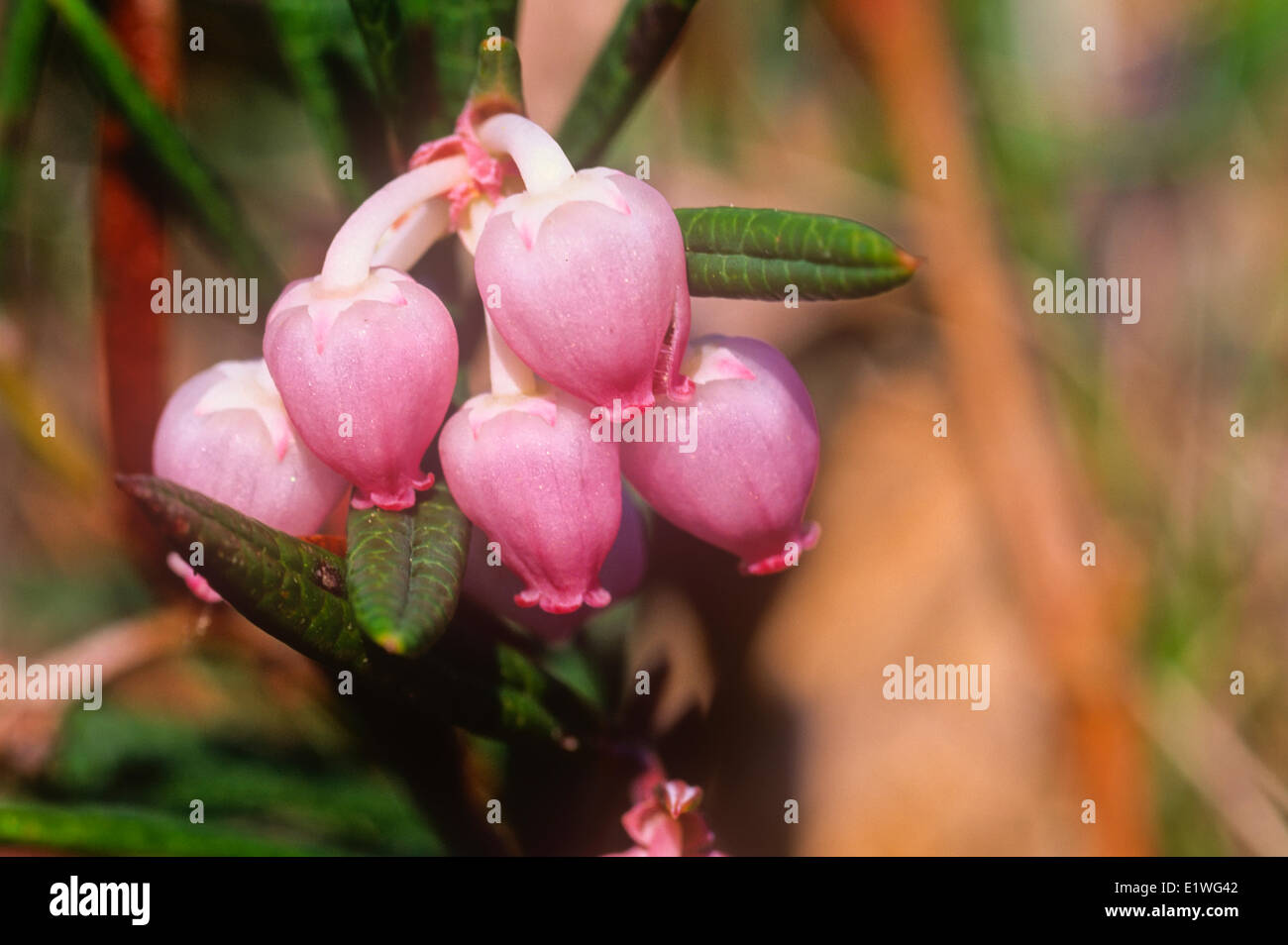 Bearberry flowers, (Arctostaphylos uva-ursi ) Stock Photo