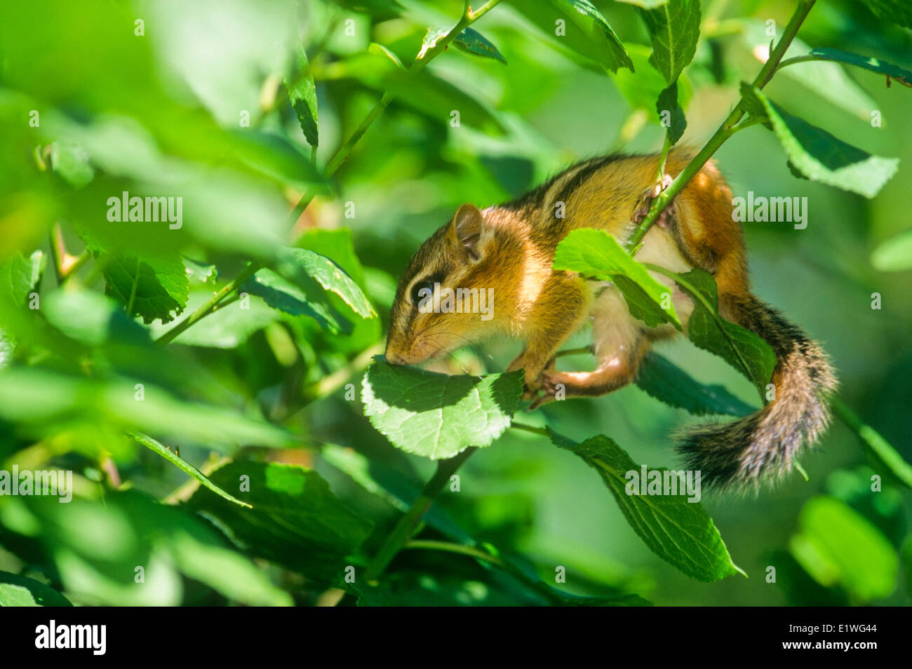 Eastern Chipmunk,  (Tamias (Tamias) striatus) Stock Photo