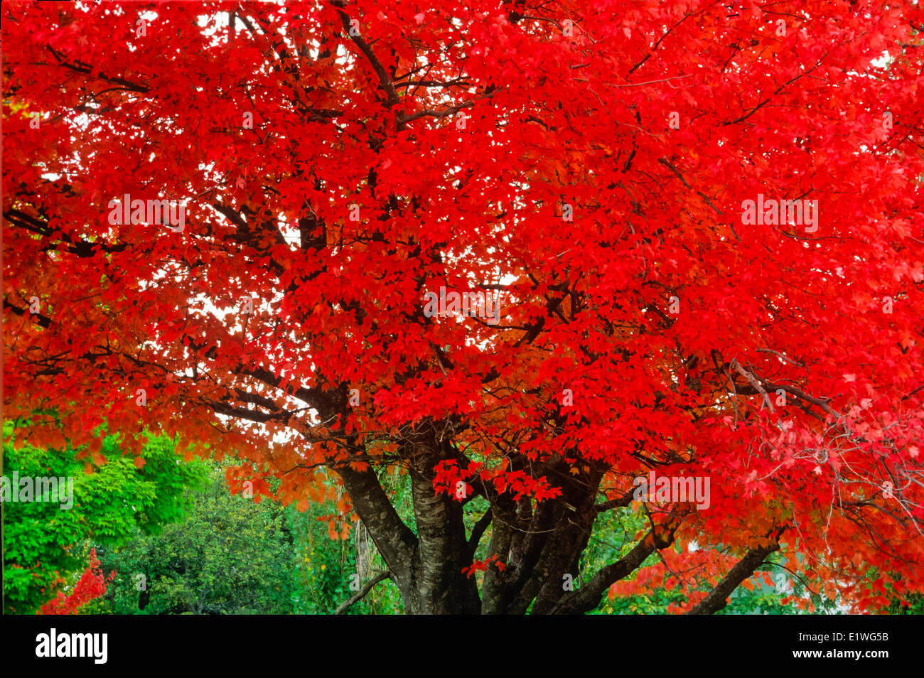 cin fall foliage, Windsor, Nova Scotia, Canada Stock Photo