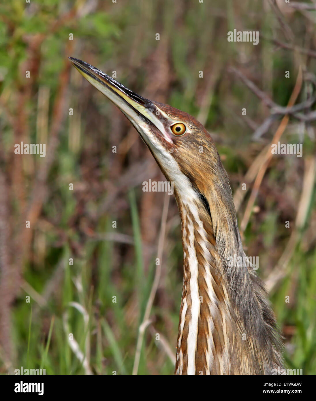 American Bittern, Botaurus lentiginosus, stood in marsh in Saskatchewan, Canada Stock Photo