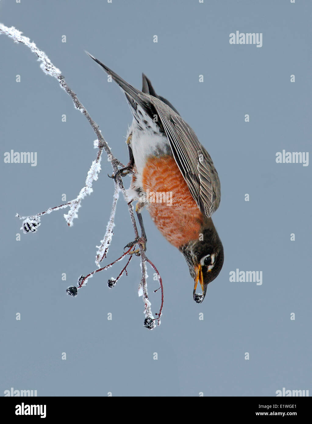 American Robin, Turdus migratorius, eating Saskatoon berries, in Saskatchewan, Canada Stock Photo