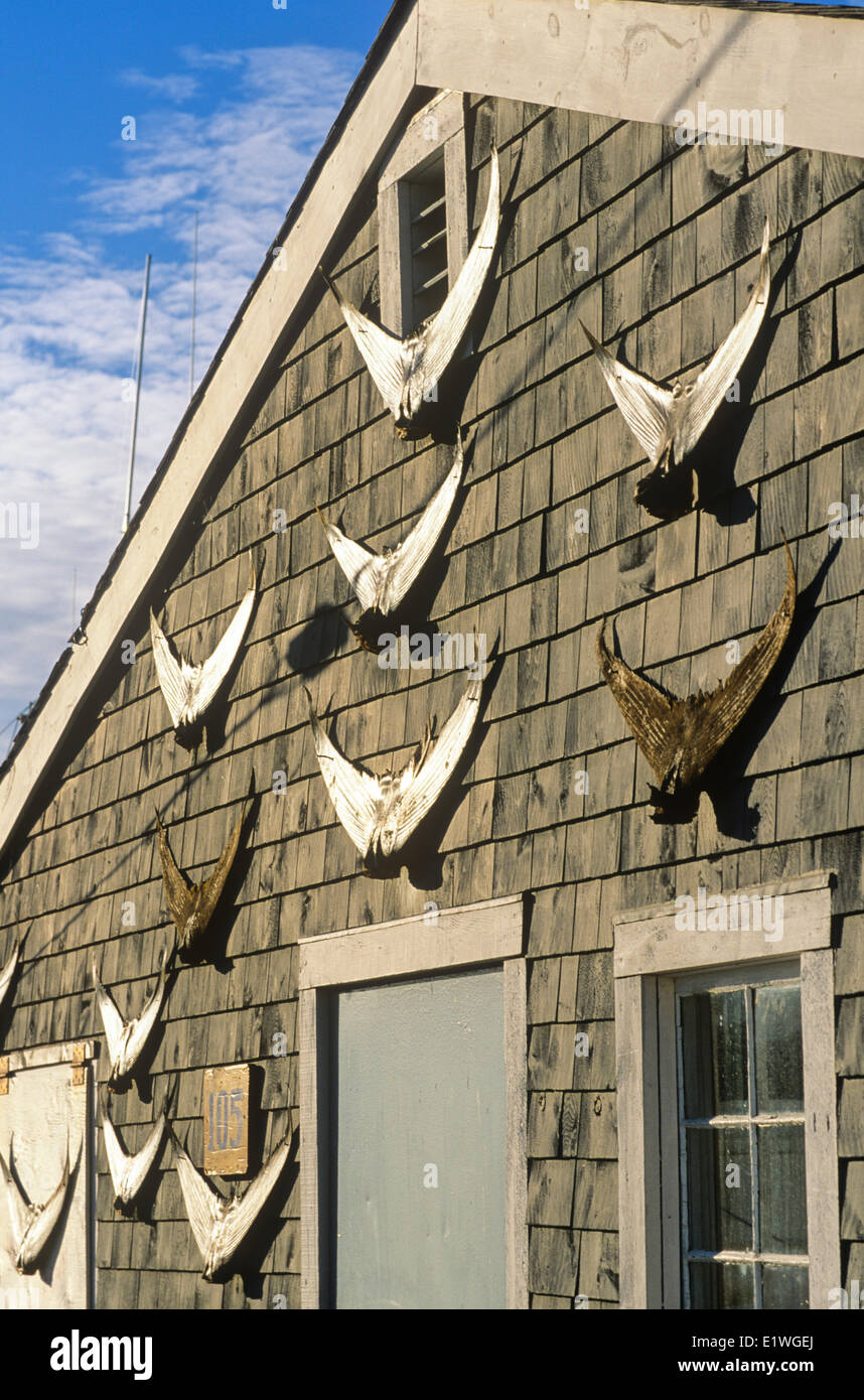 Tuna tails on fishing shed Stock Photo