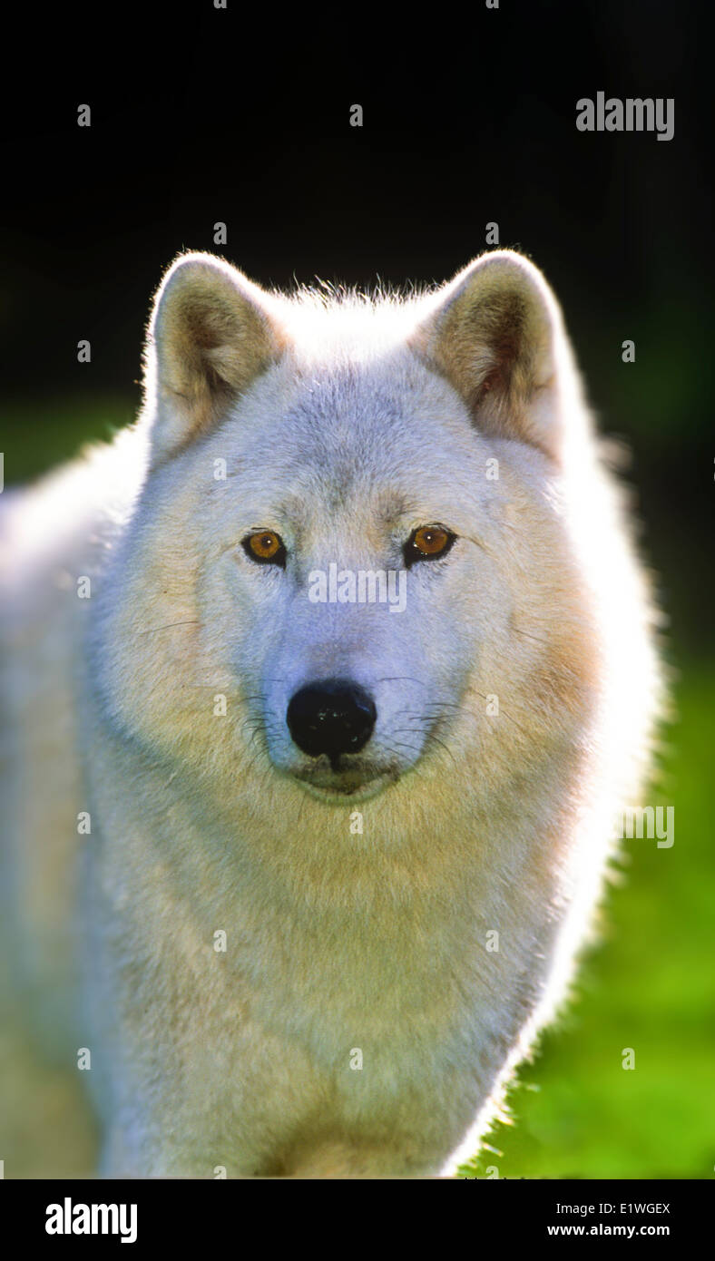 Artic fauna hi-res stock photography and images - Alamy