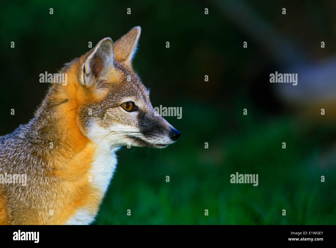 Swift Fox, (Vulpes velox Stock Photo Alamy