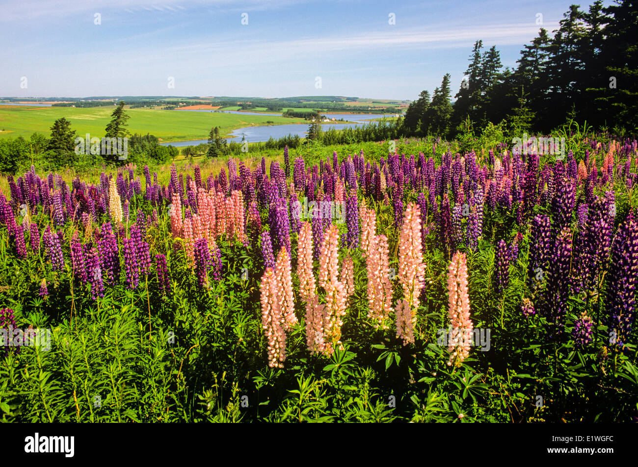 Field of lupines, Clinton, Prince Edward Island, Canada Stock Photo