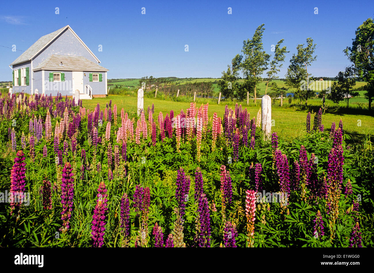 Lupines and old schoolhouse near New Glasgow, , Prince Edward Island, Canada Stock Photo