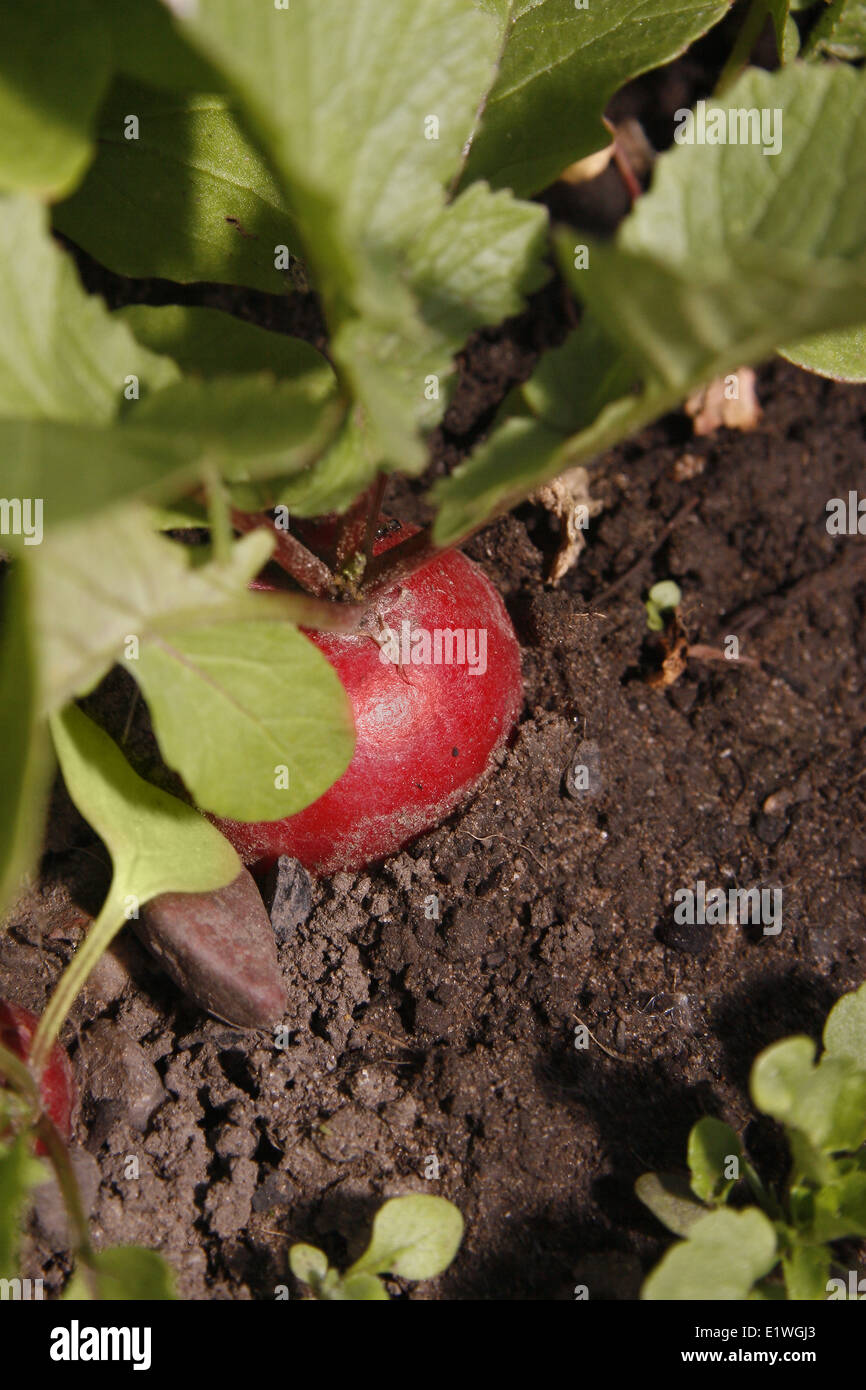 radish 'scarlet globe' growing in vegetable patch Stock Photo
