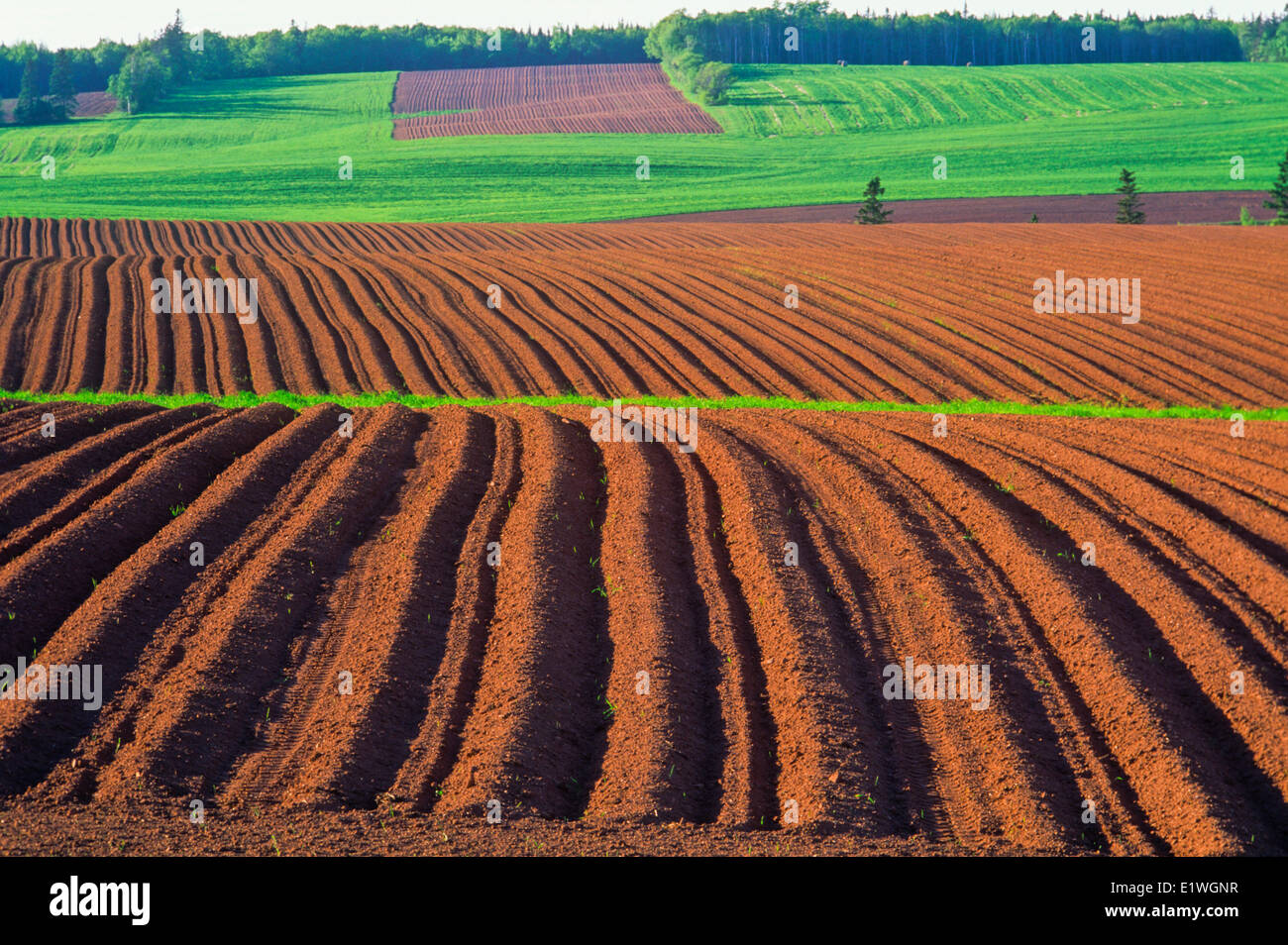 Planted potato field, Crapaud, Prince Edward Island, Canada Stock Photo