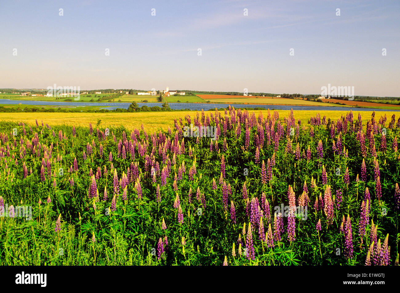 Lupine field with South rustico in background, Prince Edward Island, Canada Stock Photo
