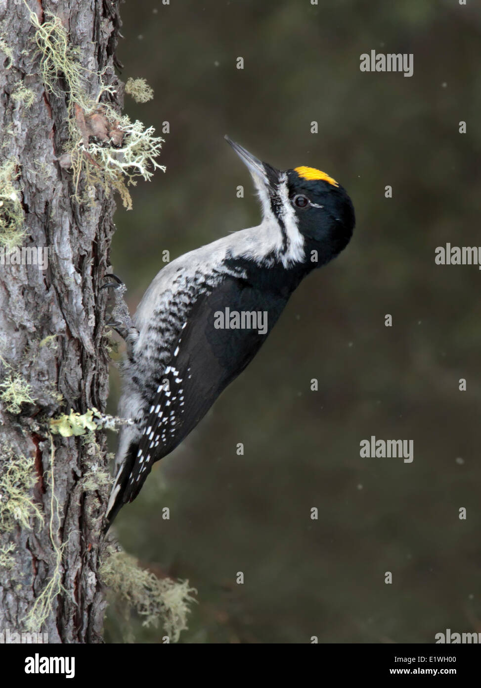 Black-backed Woodpecker, Picoides arcticus, perched on spruce tree at Candle Lake, Saskatchewan Stock Photo
