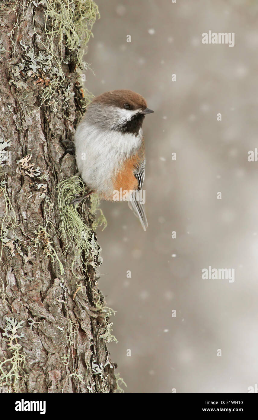 Boreal Chickadee, Poecile hudsonicus, perched on a spruce tree, at Candle lake, Saskatchewan, Canada Stock Photo