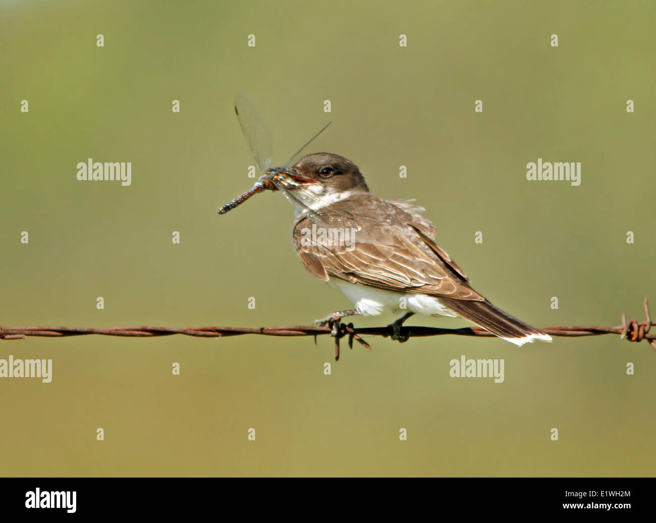 An Eastern Kingbird (Tyrannus tyrannus) eating a Dragonfly, perched on barbed wire, near Saskatoon, SK. Stock Photo