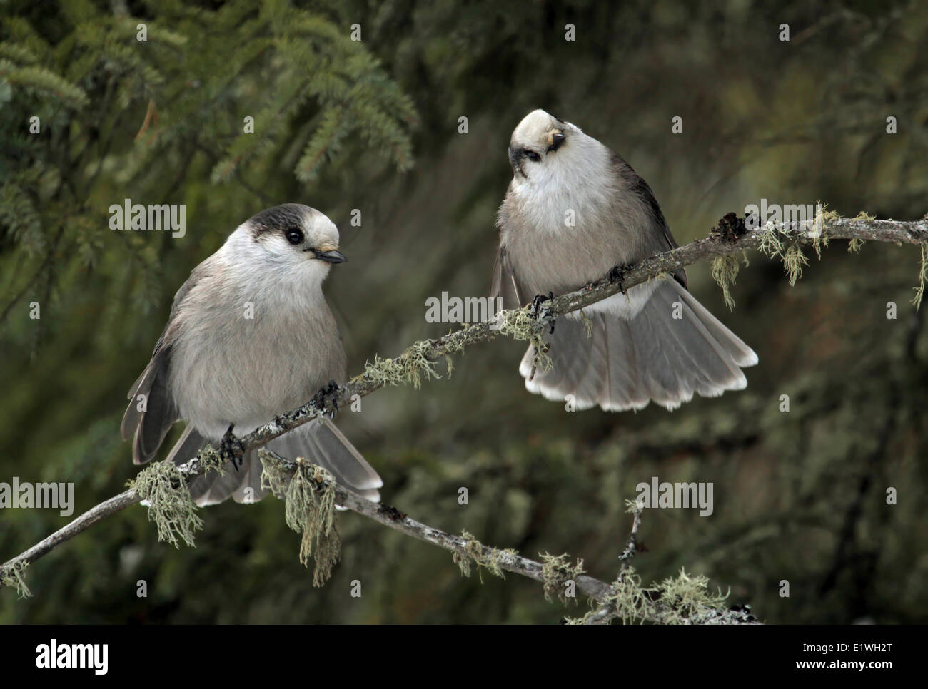 Two Gray Jays, Perisoreus canadensis, perched on a spruce tree at Candle Lake, Saskatchewan, Canada Stock Photo