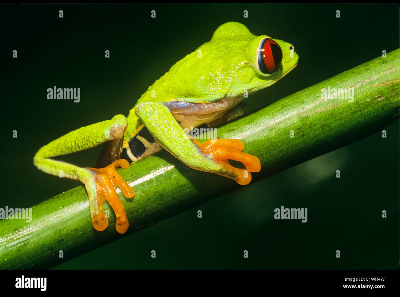 Immature, Red-eyed Leaf Frog,  (Agalychnis callidryas), Costa Rica Stock Photo