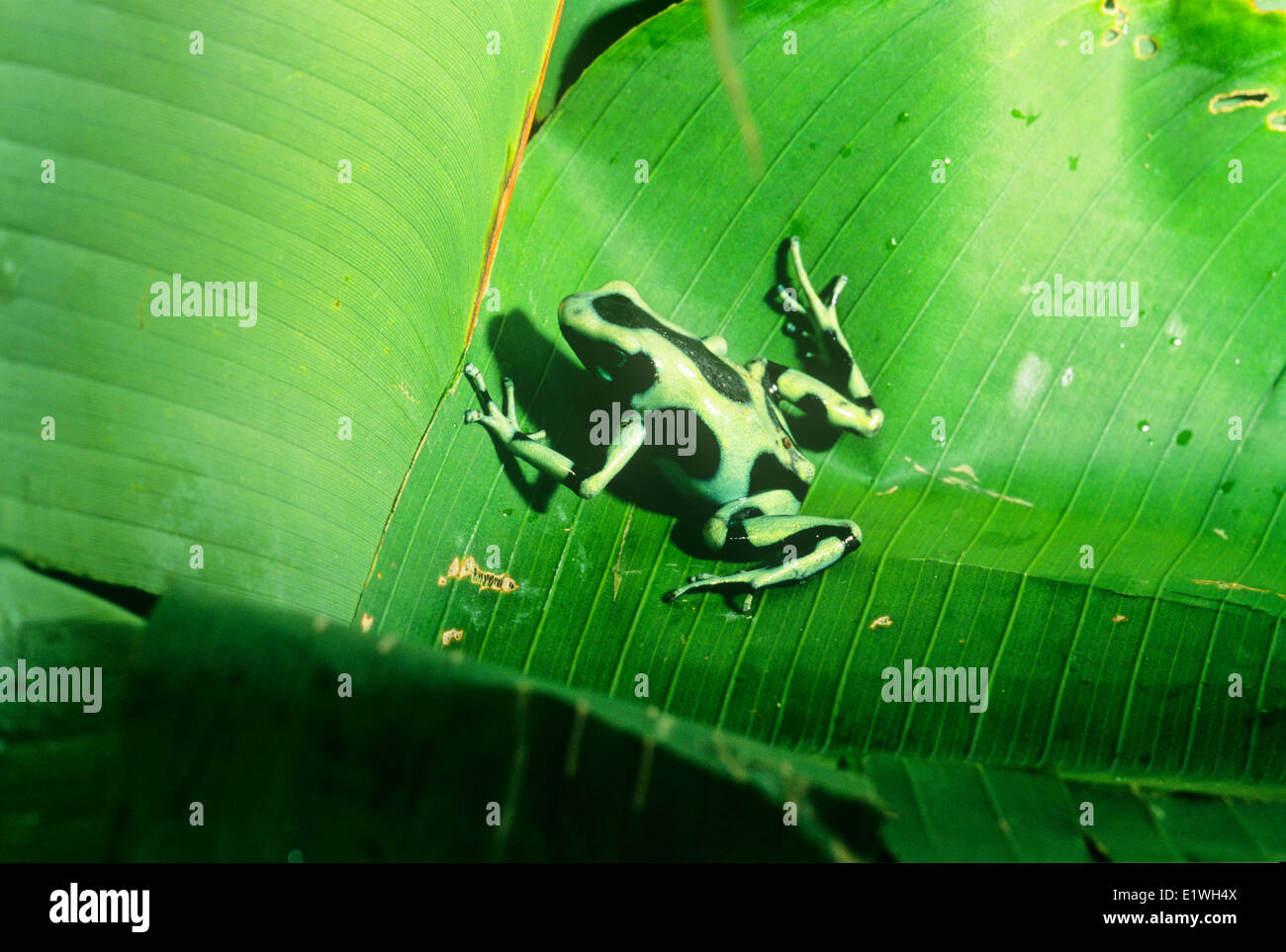Arrowpoison frog, (Dentrobates auratus), Costa Rica Stock Photo Alamy