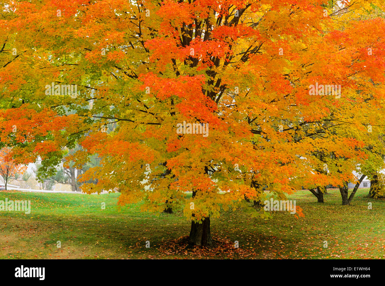 Maple tree in fall foliage, Kentville, Annapolis Valley, Nova Scotia, Canada Stock Photo