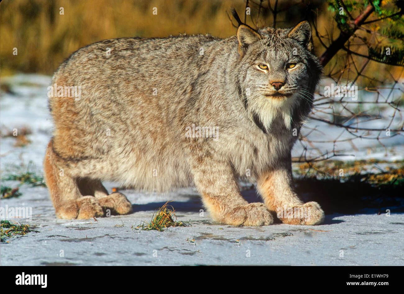 Lynx, (Felis lynx) Stock Photo