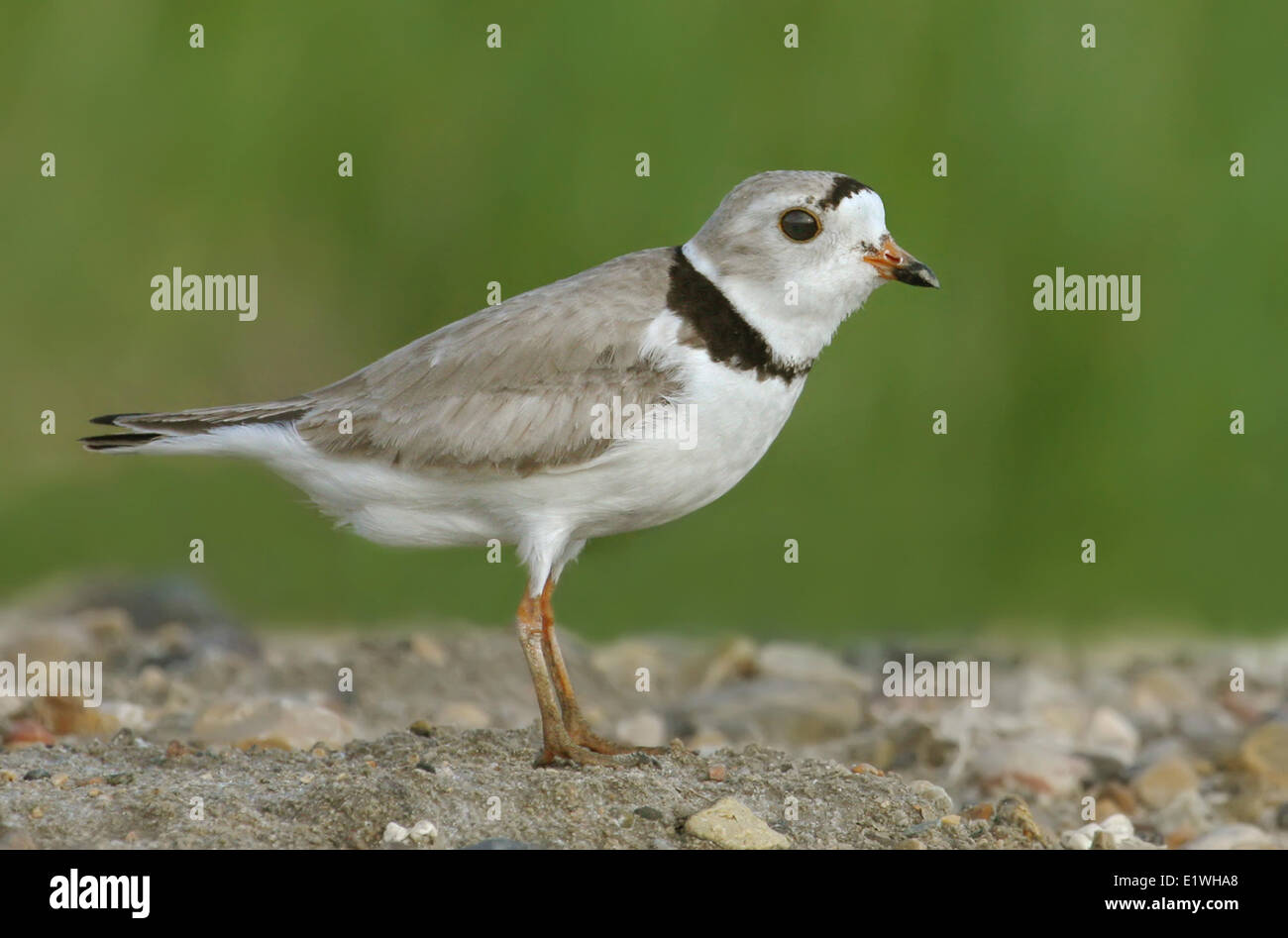 Piping plover hires stock photography and images Alamy