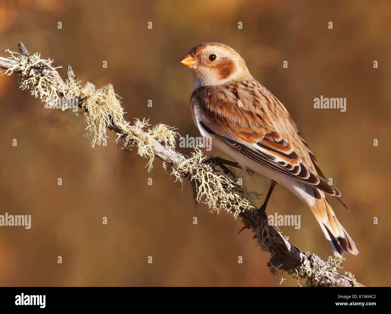 A Snow Bunting, Plectrophenax nivalis, perched on a twig at Prince Albert National Park, in the Fall, in Saskatchewan Stock Photo