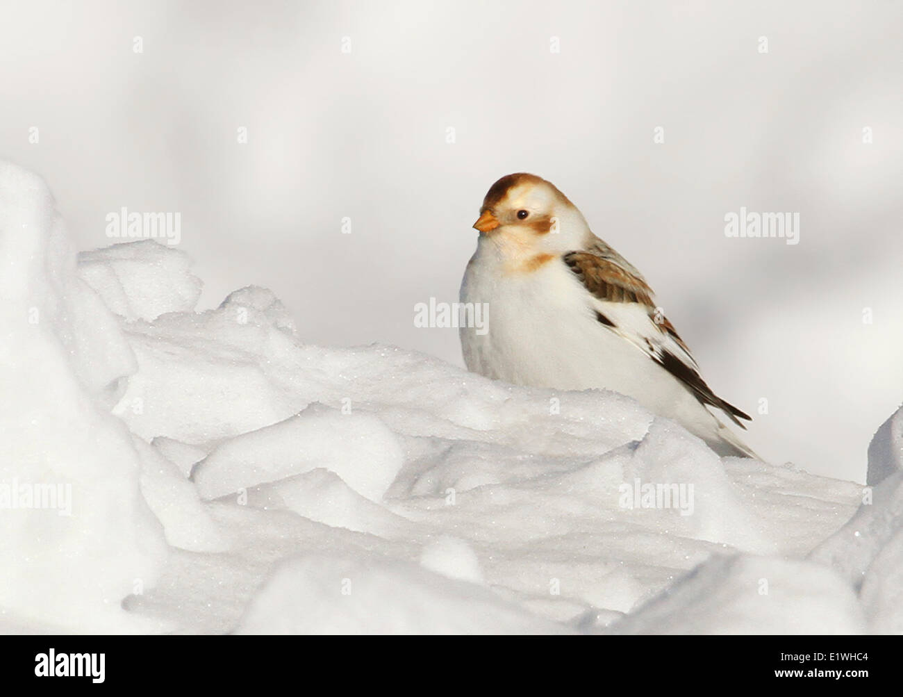Snow Bunting, Plectrophenax nivalis, sat on a snow bank, in Saskatchewan Stock Photo
