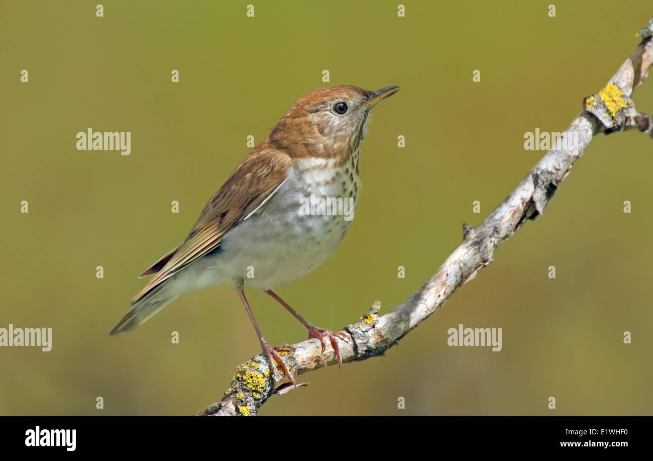 A Veery, Catharus fuscescens, perched on a branch at Pike Lake, Saskatchewan Stock Photo