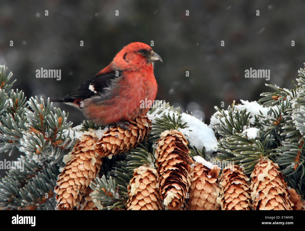 White-winged Crossbill, male,  Loxia leucoptera, perched in a spruce tree, in Saskatoon, Saskatchewan Stock Photo