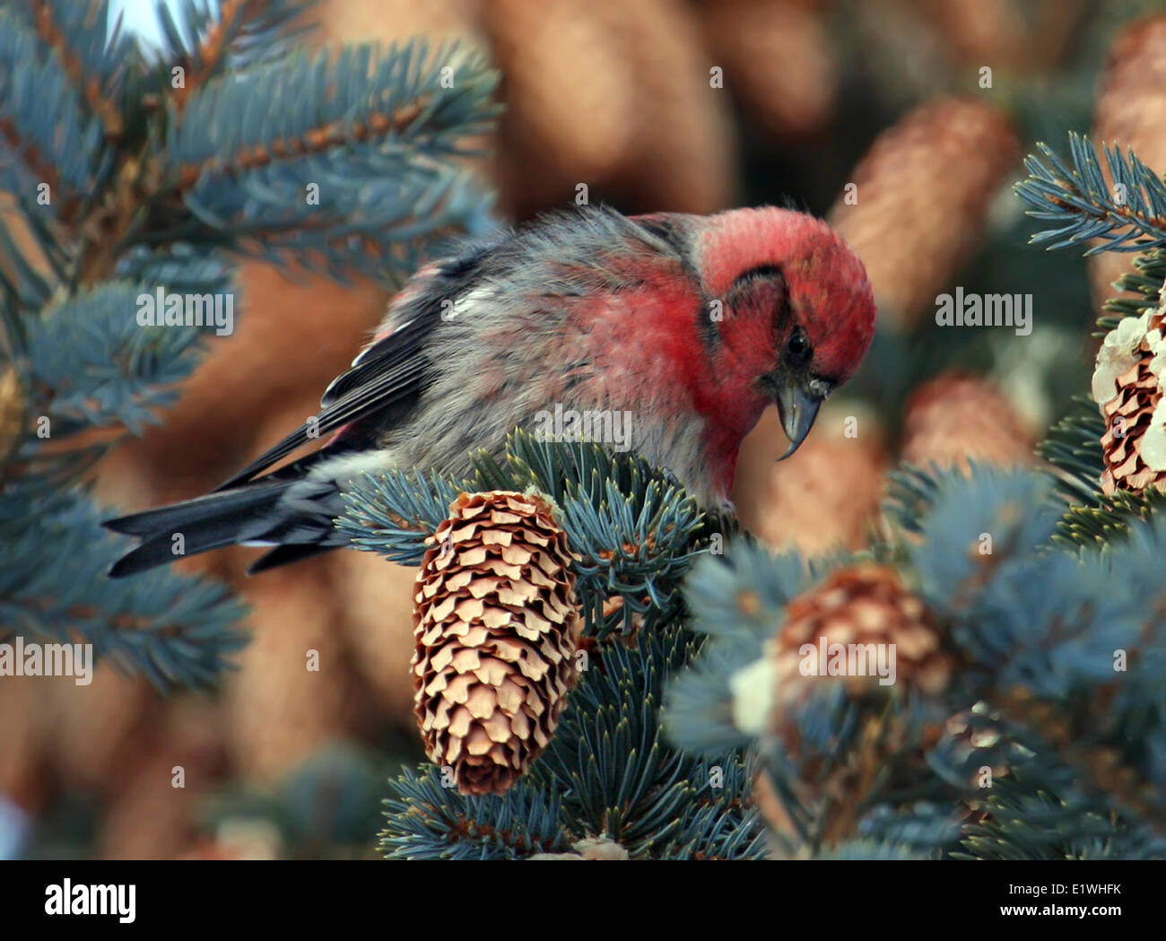 A male White-winged Crossbill, Loxia leucoptera, perched in a spruce tree in Elbow, Saskatchewan Stock Photo