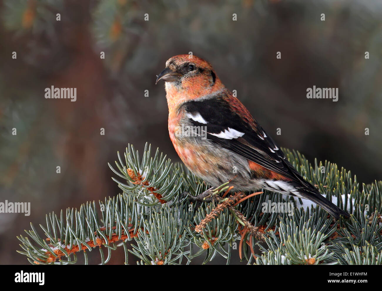 A male White-winged Crossbill, Loxia leucoptera, perched in a spruce tree,  in Saskatoon, Saskatchewan Stock Photo