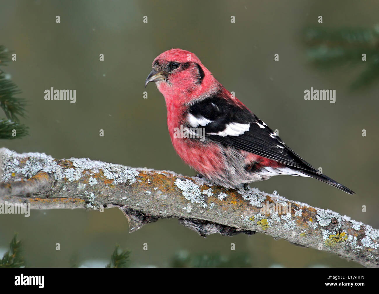 A male White-winged Crossbill, Loxia leucoptera, perched at Douglas Provincial Park, Saskatchewan Stock Photo