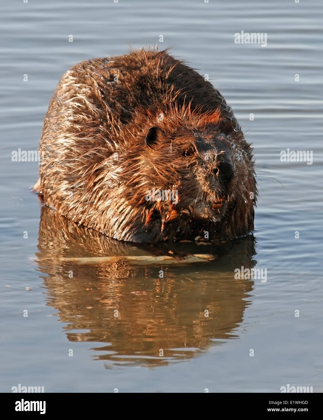 American beaver (Castor canadensis) at the South Saskatchewan River in Saskatoon Stock Photo