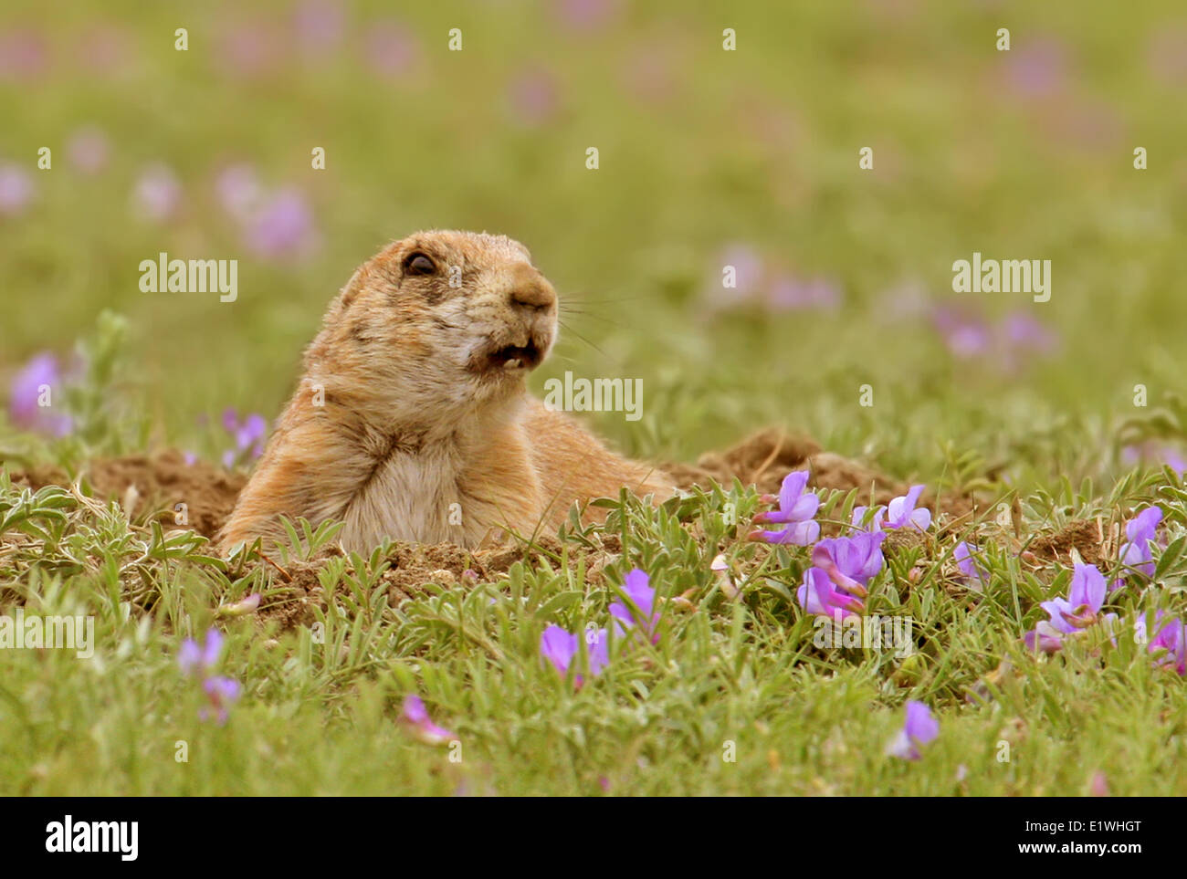 Black tailed prairie dog cynomys ludovicianus in grasslands national