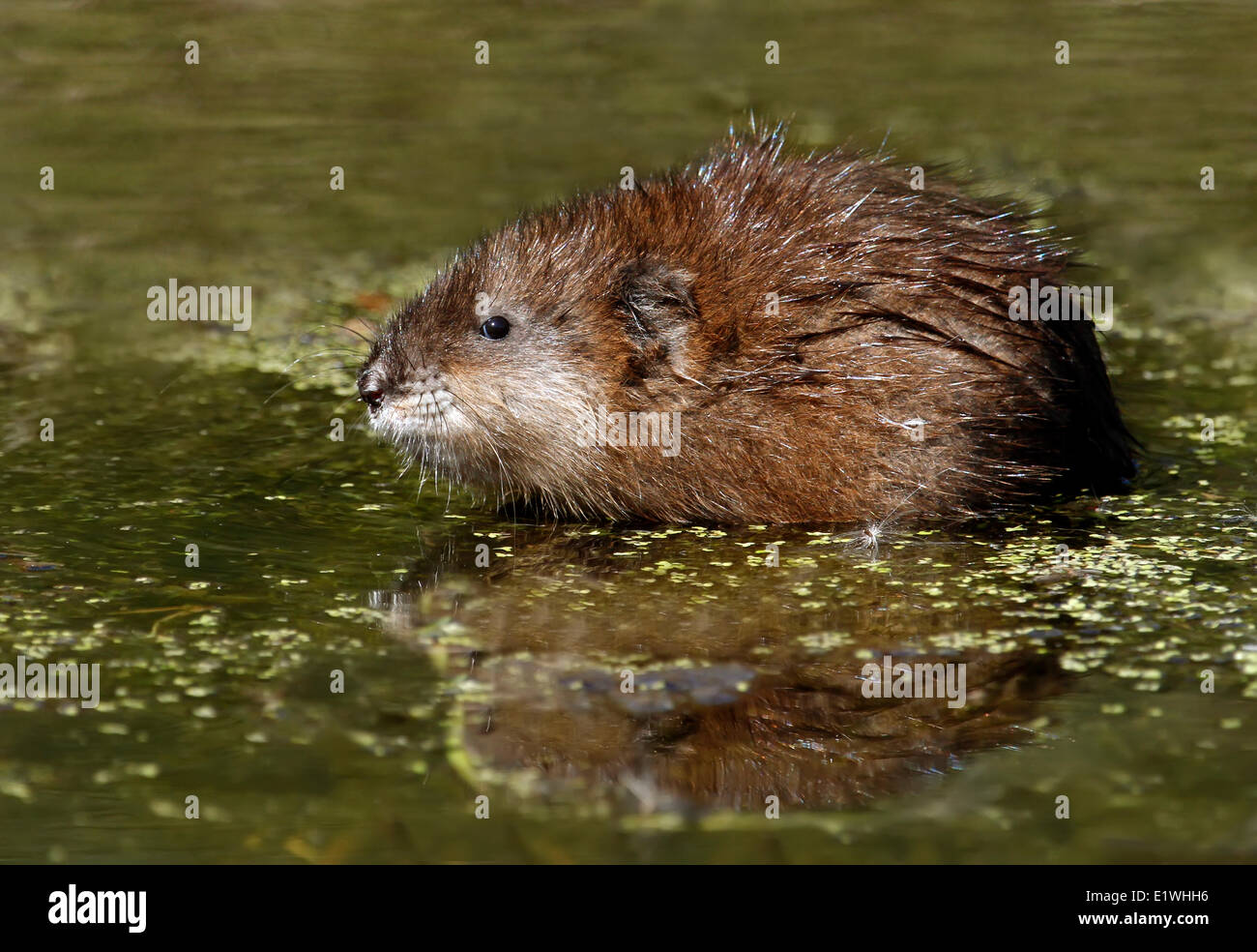 Muskrat (Ondatra zibethicus) in a pond near Saskatoon, Saskatchewan Stock Photo