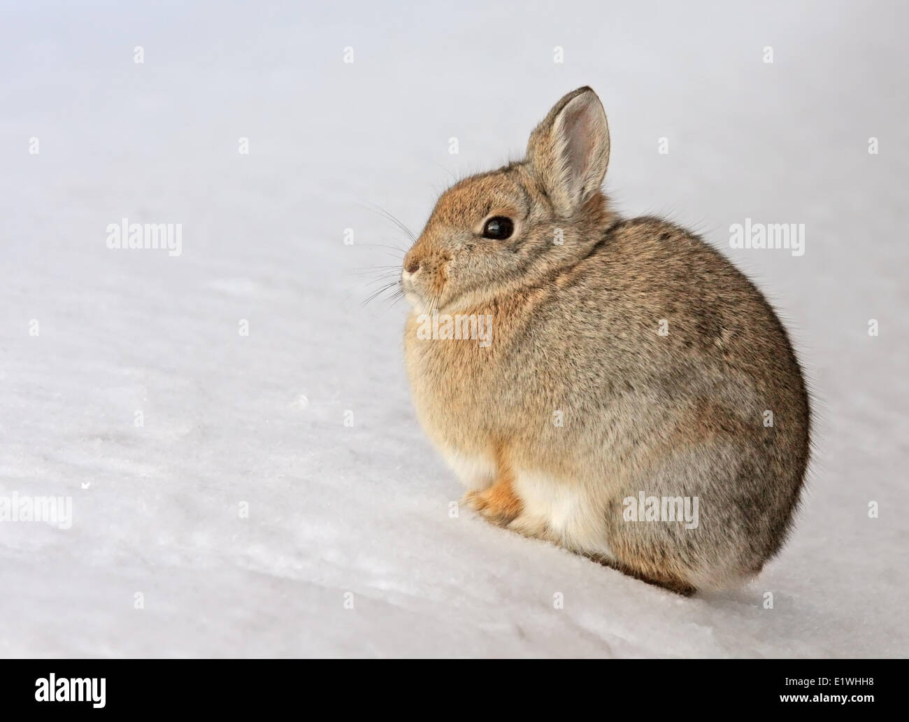 Nuttall's Cottontail Rabbit (Sylvilagus nuttallii) at Elbow ...