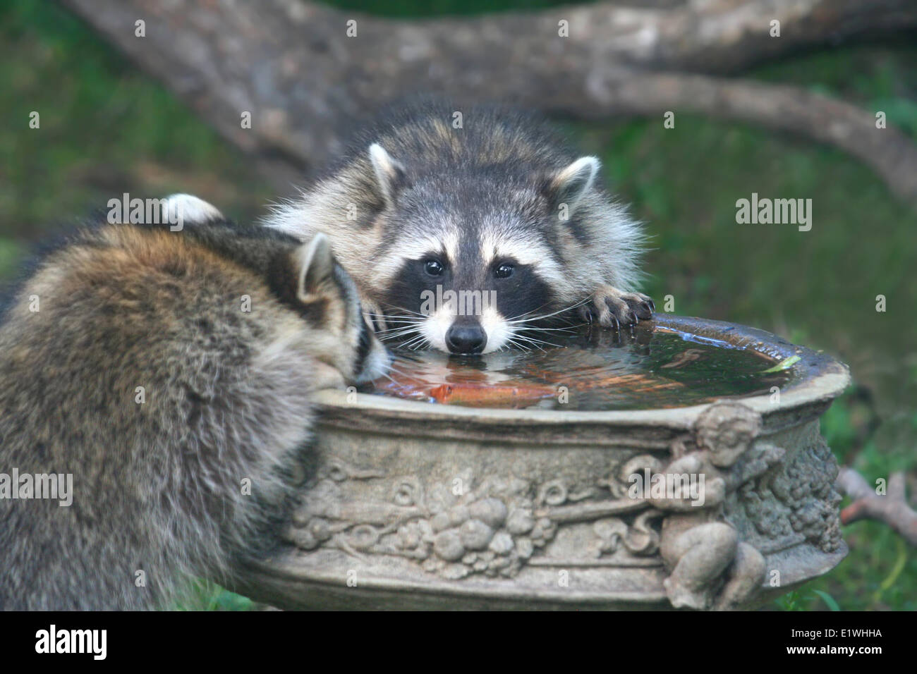 Common Raccoons drinking out of a bird bath Stock Photo