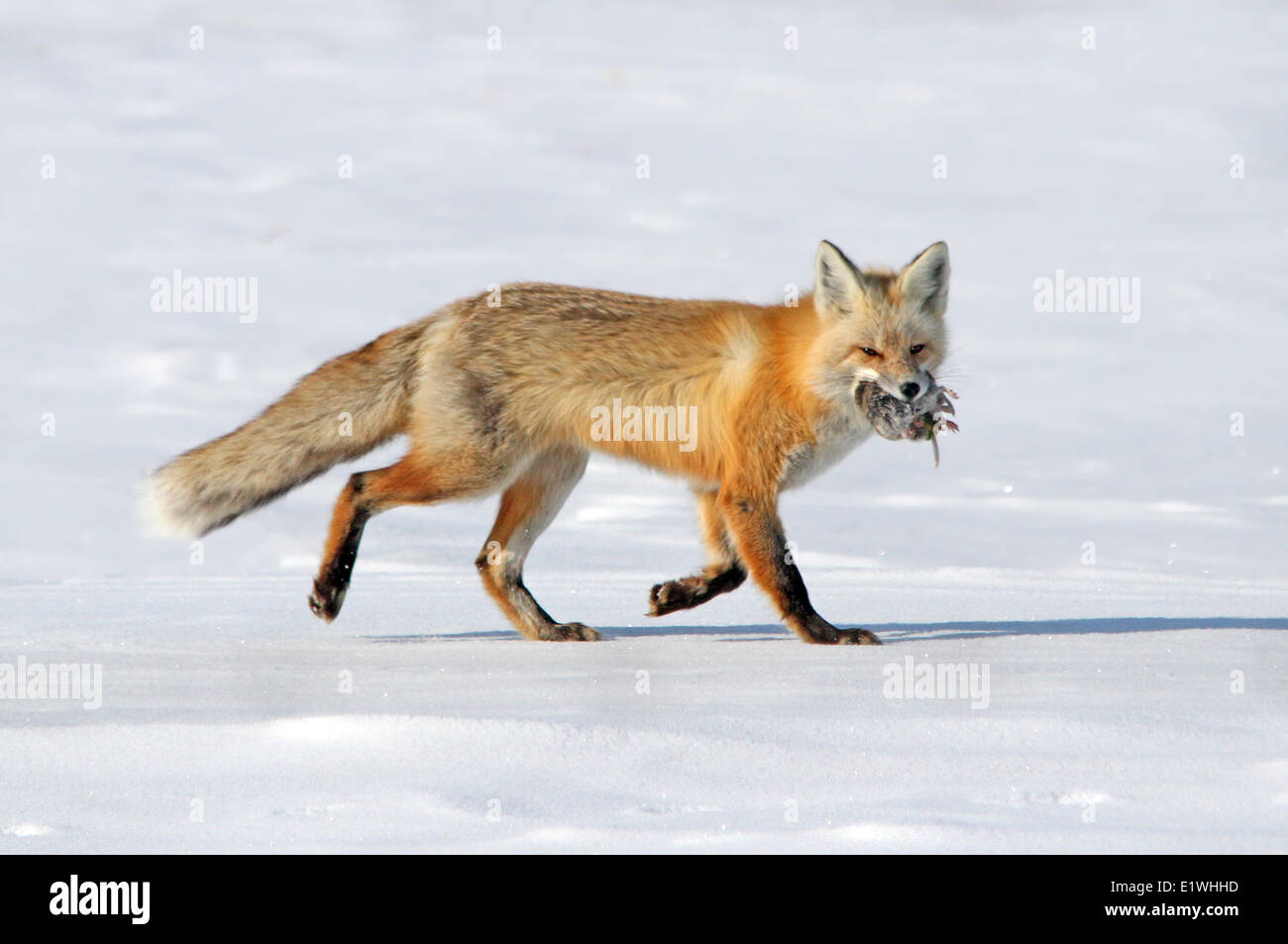 Red fox vulpes vulpes and northern pocket gopher near saskatoon hires
