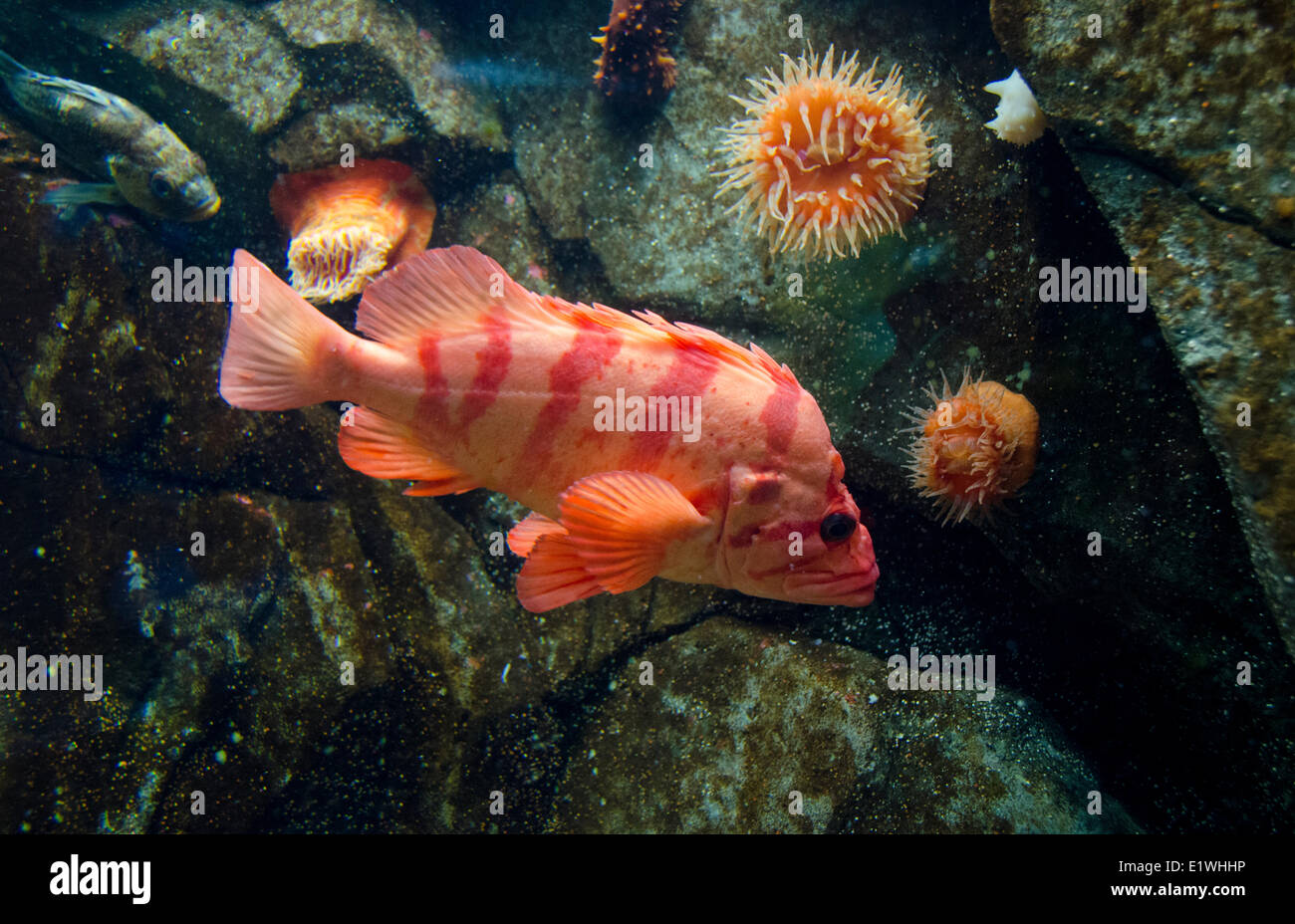 Black rockfish hi-res stock photography and images - Alamy