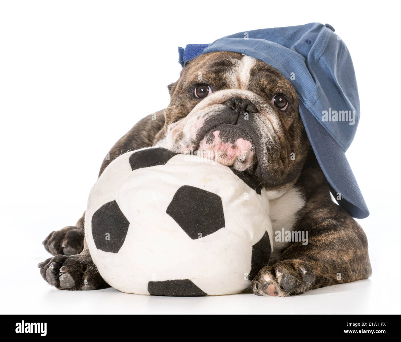 sports hound - english bulldog laying down with head resting on soccer ball Stock Photo