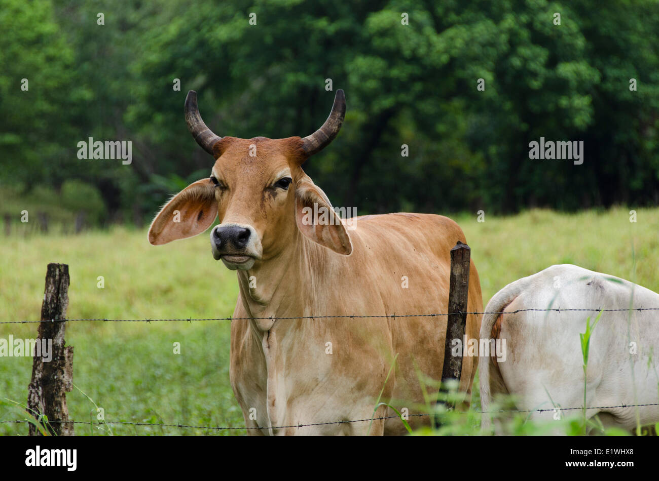Cattle in farmland at Guanacaste, a province of Costa Rica located in the northwestern part of the country Stock Photo