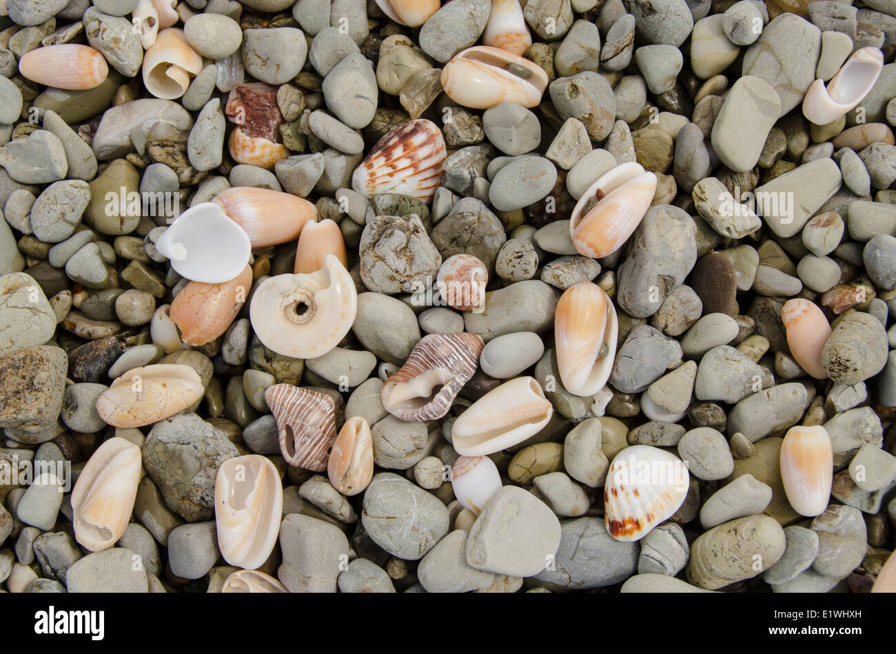 Sea shells at Playa Santa Teresa, Puntarenas Province,  Costa Rica. Stock Photo