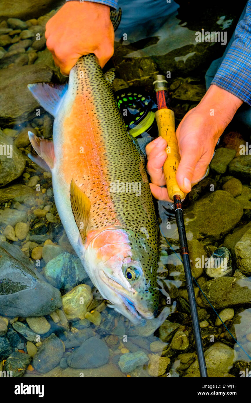 Rainbow Trout, Oncorhynchus mykiss, Fly Fishing Stock Photo Alamy